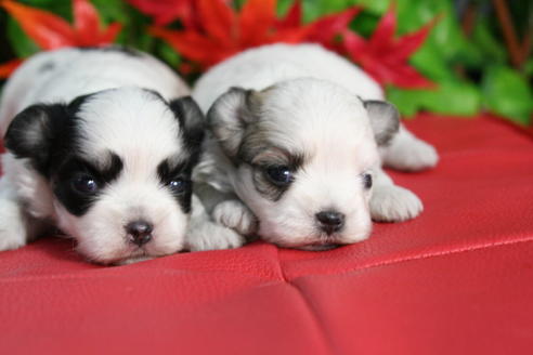 成約済の京都府のチワマル:チワワ×マルチーズ-37631の1枚目