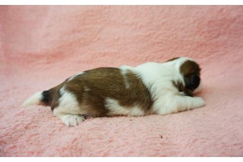 成約済の奈良県のシーズー-37722の1枚目