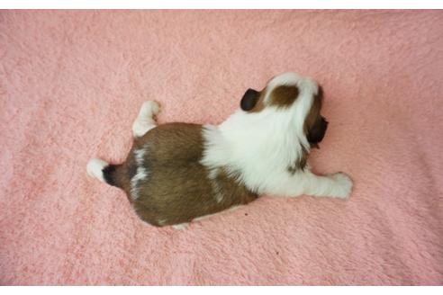 成約済の奈良県のシーズー-37722の2枚目