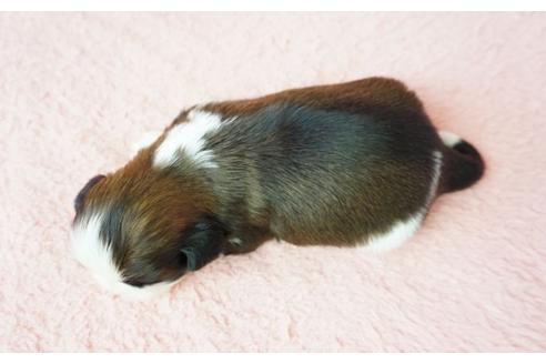 成約済の奈良県のシーズー-37726の2枚目