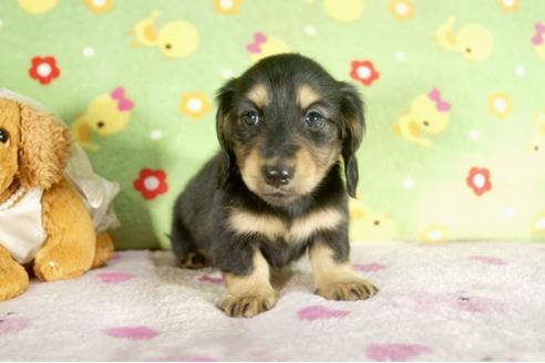 成約済の兵庫県のミニチュアダックスフンド-37736の3枚目