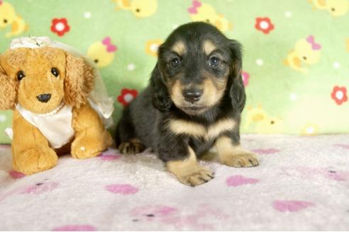 成約済の兵庫県のミニチュアダックスフンド-37736の4枚目