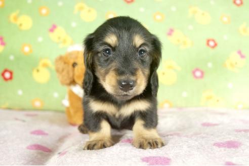 成約済の兵庫県のミニチュアダックスフンド-37736の1枚目