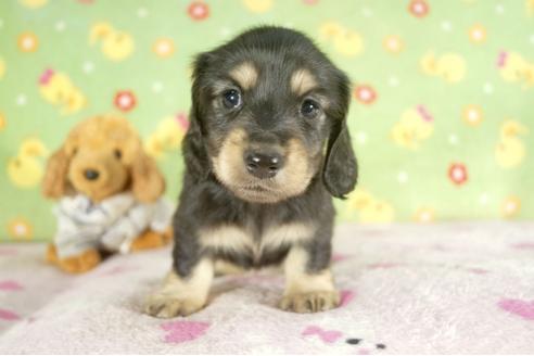 成約済の兵庫県のミニチュアダックスフンド-37738の2枚目