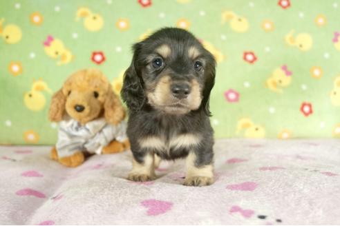 成約済の兵庫県のミニチュアダックスフンド-37738の3枚目