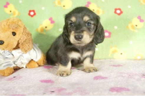 成約済の兵庫県のミニチュアダックスフンド-37738の4枚目