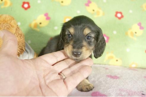 成約済の兵庫県のミニチュアダックスフンド-37739の2枚目