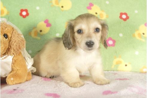 成約済の兵庫県のミニチュアダックスフンド-37740の4枚目