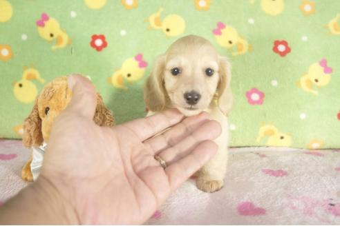 成約済の兵庫県のカニンヘンダックスフンド-37742の1枚目
