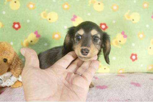 成約済の兵庫県のカニンヘンダックスフンド-37743の1枚目