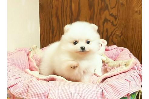 成約済の秋田県のポメラニアン-37790の2枚目