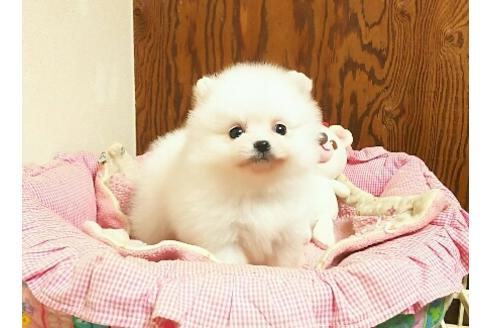 成約済の秋田県のポメラニアン-37790の3枚目