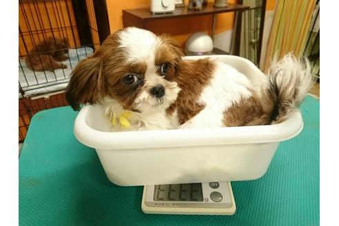 成約済の北海道のシーズー-36284の4枚目