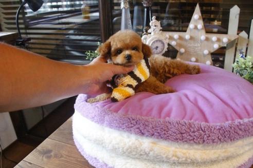 成約済の埼玉県のトイプードル-37875の5枚目