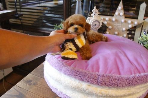 成約済の埼玉県のトイプードル-37875の3枚目