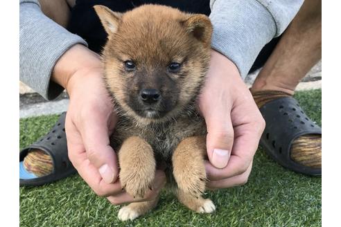 成約済の長崎県の柴犬-37885の5枚目