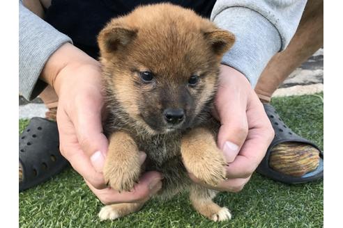 成約済の長崎県の柴犬-37885の1枚目