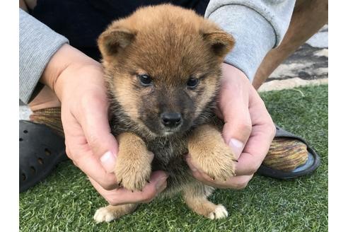 成約済の長崎県の柴犬-37885の2枚目