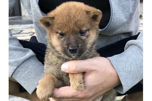 成約済の長崎県の柴犬-37885の3枚目