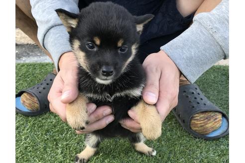成約済の長崎県の柴犬-37886の4枚目