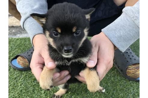 成約済の長崎県の柴犬-37886の1枚目