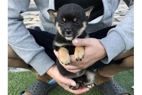 成約済の長崎県の柴犬-37886の2枚目