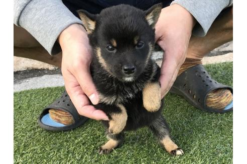 成約済の長崎県の柴犬-37887の3枚目