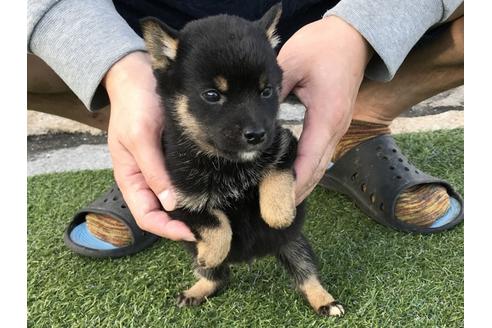 成約済の長崎県の柴犬-37887の4枚目