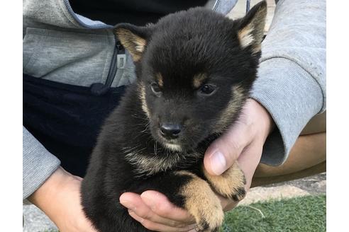 成約済の長崎県の柴犬-37887の1枚目