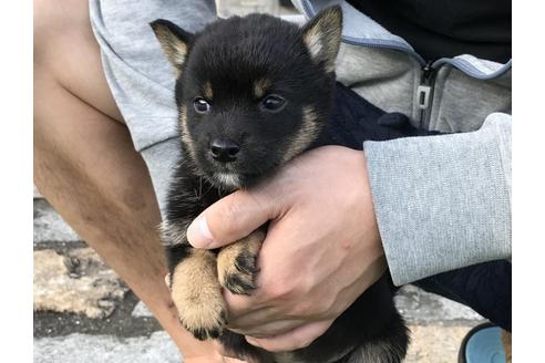 成約済の長崎県の柴犬-37887の2枚目