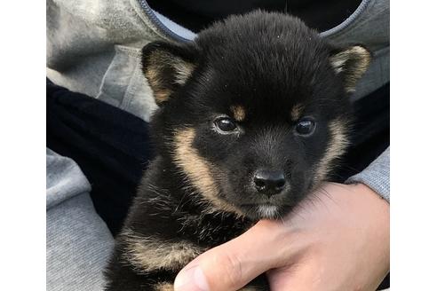 成約済の長崎県の柴犬-37888の3枚目