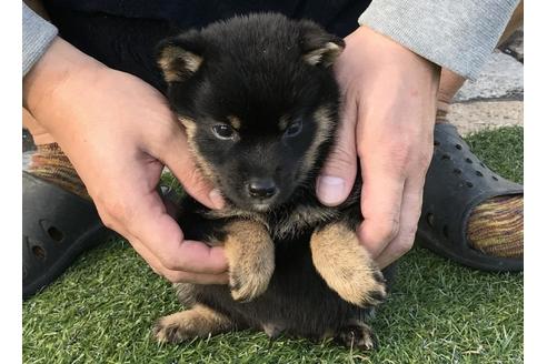 成約済の長崎県の柴犬-37888の4枚目