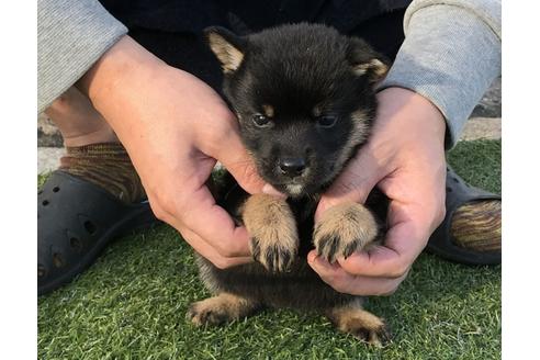 成約済の長崎県の柴犬-37888の5枚目