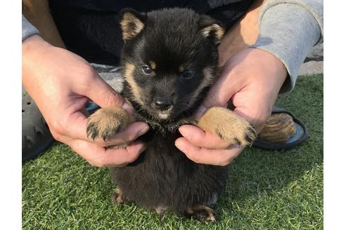 成約済の長崎県の柴犬-37888の1枚目