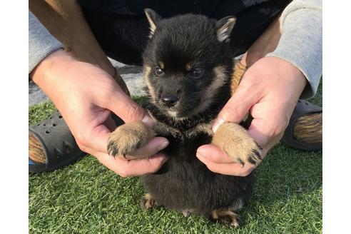 成約済の長崎県の柴犬-37888の2枚目