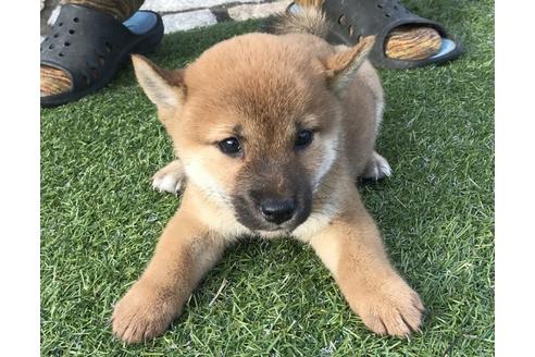 成約済の長崎県の柴犬-37889の4枚目