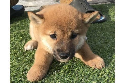 成約済の長崎県の柴犬-37889の5枚目