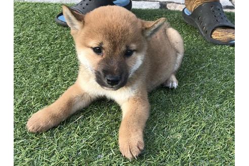 成約済の長崎県の柴犬-37889の1枚目