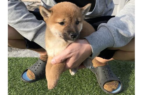 成約済の長崎県の柴犬-37889の2枚目