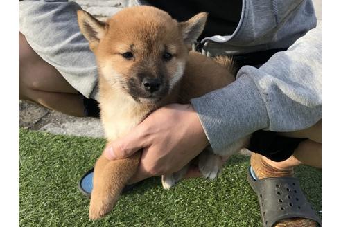 成約済の長崎県の柴犬-37889の3枚目