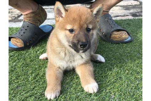 成約済の長崎県の柴犬-37890の4枚目