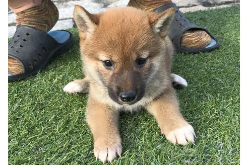 成約済の長崎県の柴犬-37890の5枚目