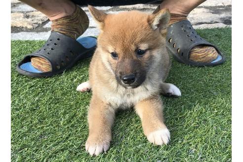 成約済の長崎県の柴犬-37890の1枚目