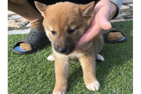 成約済の長崎県の柴犬-37890の2枚目