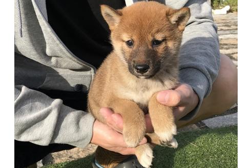 成約済の長崎県の柴犬-37890の3枚目