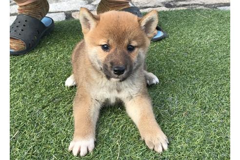 成約済の長崎県の柴犬-37891の4枚目