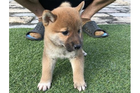 成約済の長崎県の柴犬-37891の5枚目