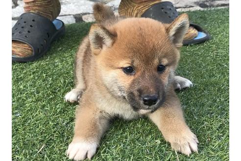 成約済の長崎県の柴犬-37891の1枚目