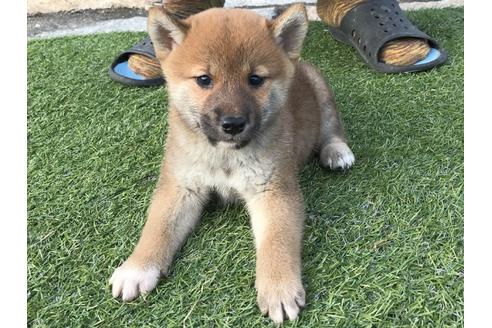 成約済の長崎県の柴犬-37891の2枚目