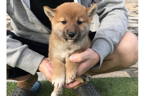 成約済の長崎県の柴犬-37891の3枚目